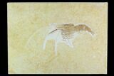 Huge, Fossil Shrimp (Aeger) - Solnhofen Limestone #129247-1